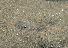 Echiichthys vipera