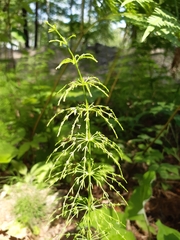 Equisetum sylvaticum
