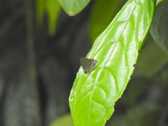 Deudorix epijarbas cinnabarus