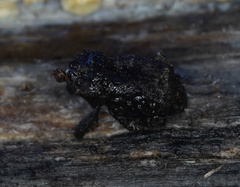Exithius cariosus