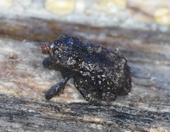 Exithius cariosus