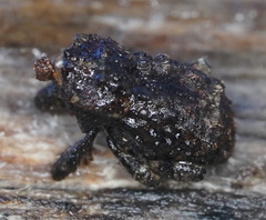 Exithius cariosus
