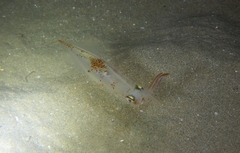 Alloteuthis media