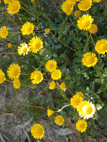 Lepidophorum repandum (L.) DC.