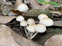 Candolleomyces