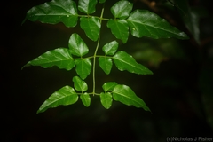 Jasminum singuliflorum