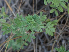 Indigofera poliotes