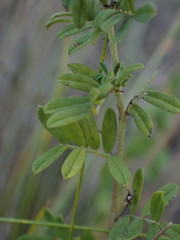 Indigofera poliotes