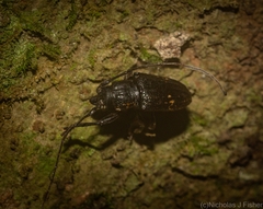 Prosoplus mediofasciatus