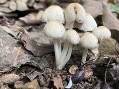 Candolleomyces