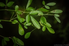 Pedleya acanthoclada