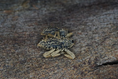 Poropterus antiquus