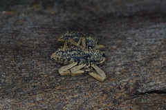 Poropterus antiquus