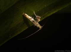 Cyphosticha panconita