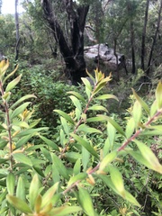 Persoonia mollis maxima