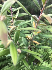 Persoonia mollis maxima