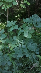 Quercus robur