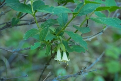 Lonicera caerulea