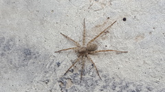 Pardosa steva
