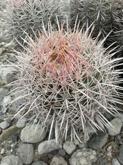 Homalocephala polycephala