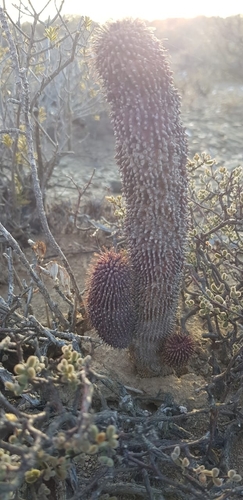 Hoodia pilifera (L.f.) Plowes