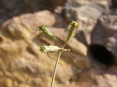 Commicarpus plumbagineus