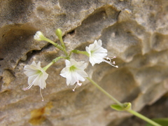 Commicarpus plumbagineus