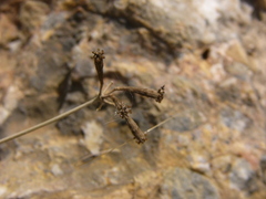 Commicarpus plumbagineus