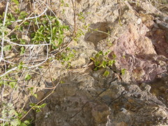 Commicarpus plumbagineus