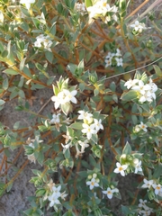 Pimelea lyallii
