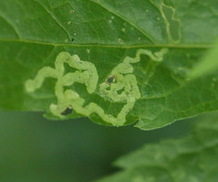 Phytoliriomyza