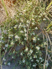 Pimelea lyallii