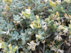 Teucrium thymifolium