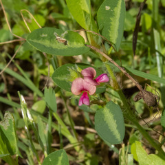 Alysicarpus ovalifolius