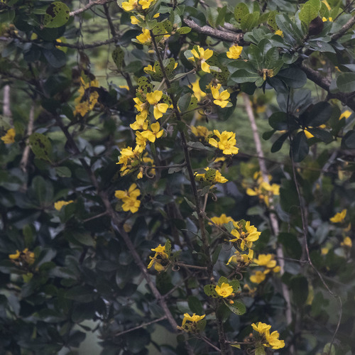 Hugonia mystax (Hugonia mystax)