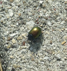 Chrysolina auripennis