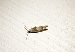 Eucosma conterminana