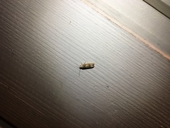 Eucosma conterminana