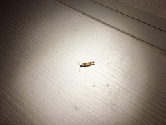 Eucosma conterminana