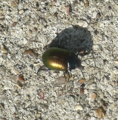 Chrysolina auripennis