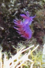 Flabellina affinis image