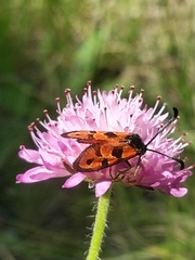 Zygaena hilaris
