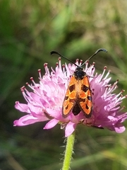 Zygaena hilaris