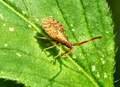 Coreus marginatus