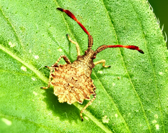 Coreus marginatus
