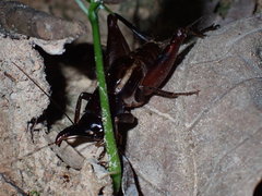 Paraloxoblemmus longifrons