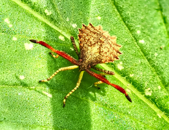 Coreus marginatus