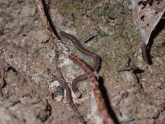 Cambalopsidae