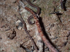 Cambalopsidae