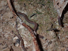 Cambalopsidae